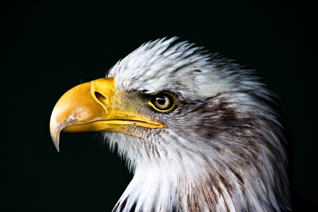 eagle_head